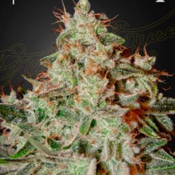 Lemon Skunk - Semi Stagionali Fotoperiodici