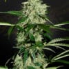 Northern Lights Auto - Semi Autofiorenti