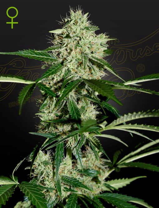 Northern Lights Auto - Semi Autofiorenti