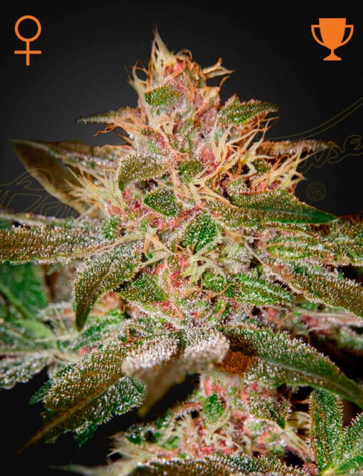Pure Kush - Semi Stagionali Fotoperiodici