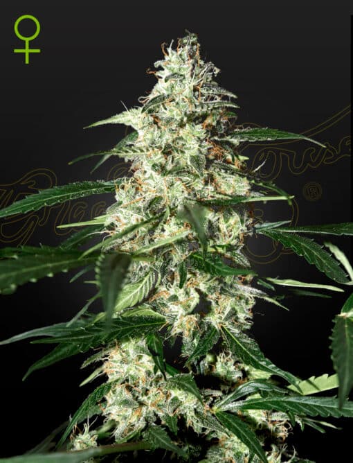 Skunk Auto - Semi Autofiorenti