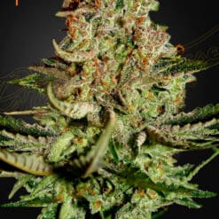 Super Bud - Semi Stagionali Fotoperiodici