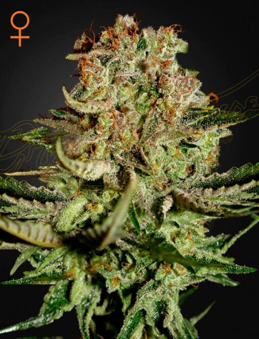 Super Bud - Semi Stagionali Fotoperiodici