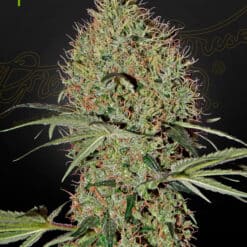Super Bud Auto - Semi Autofiorenti