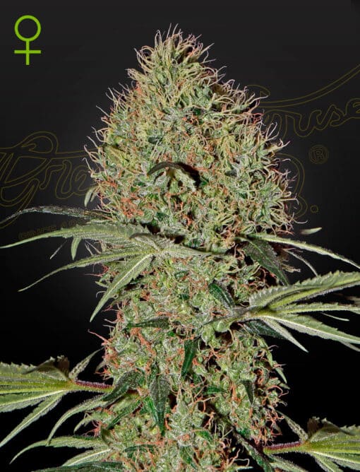 Super Bud Auto - Semi Autofiorenti