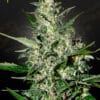 Super Critical Auto - Semi Autofiorenti