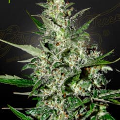 Super Critical Auto - Semi Autofiorenti