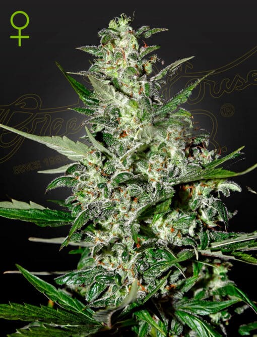 Super Critical Auto - Semi Autofiorenti