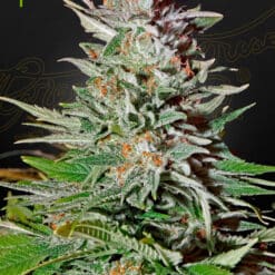 Super Lemon Haze Auto - Semi Autofiorenti