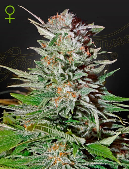 Super Lemon Haze Auto - Semi Autofiorenti