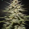 Super Lemon Haze CBD - Semi Stagionali Fotoperiodici