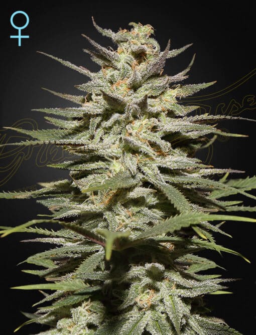 Super Lemon Haze CBD - Semi Stagionali Fotoperiodici