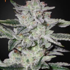 Sweet Valley Kush - Semi Stagionali Fotoperiodici