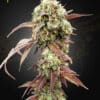 West Coast OG x Gelato Auto 41 - Semi Autofiorenti