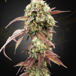 West Coast OG x Gelato Auto 41 - Semi Autofiorenti