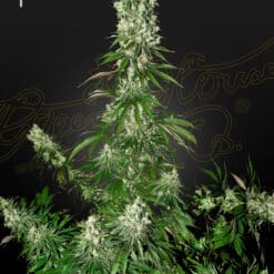 White Strawberry Skunk - Semi Stagionali Fotoperiodici