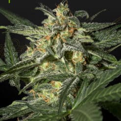 White Widow Auto - Semi Autofiorenti