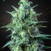 White Widow Auto CBD - Semi Autofiorenti