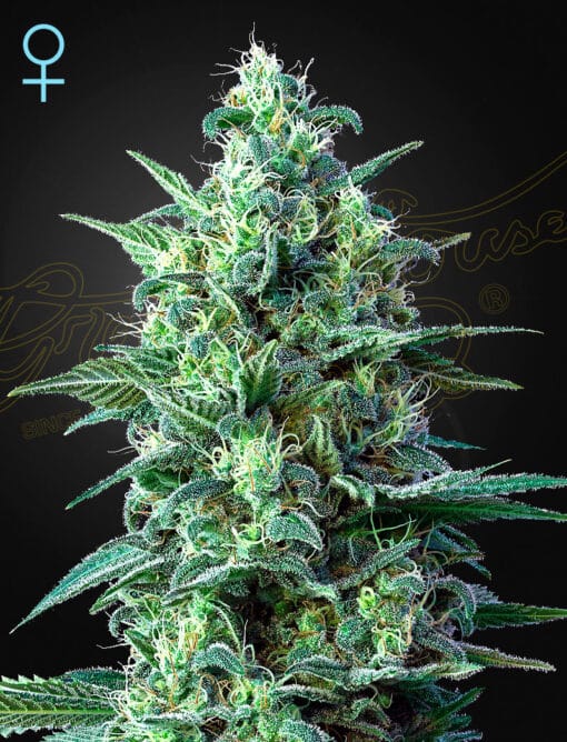 White Widow Auto CBD - Semi Autofiorenti