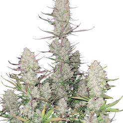 Tropicana Cookies Auto - Semi Autofiorenti