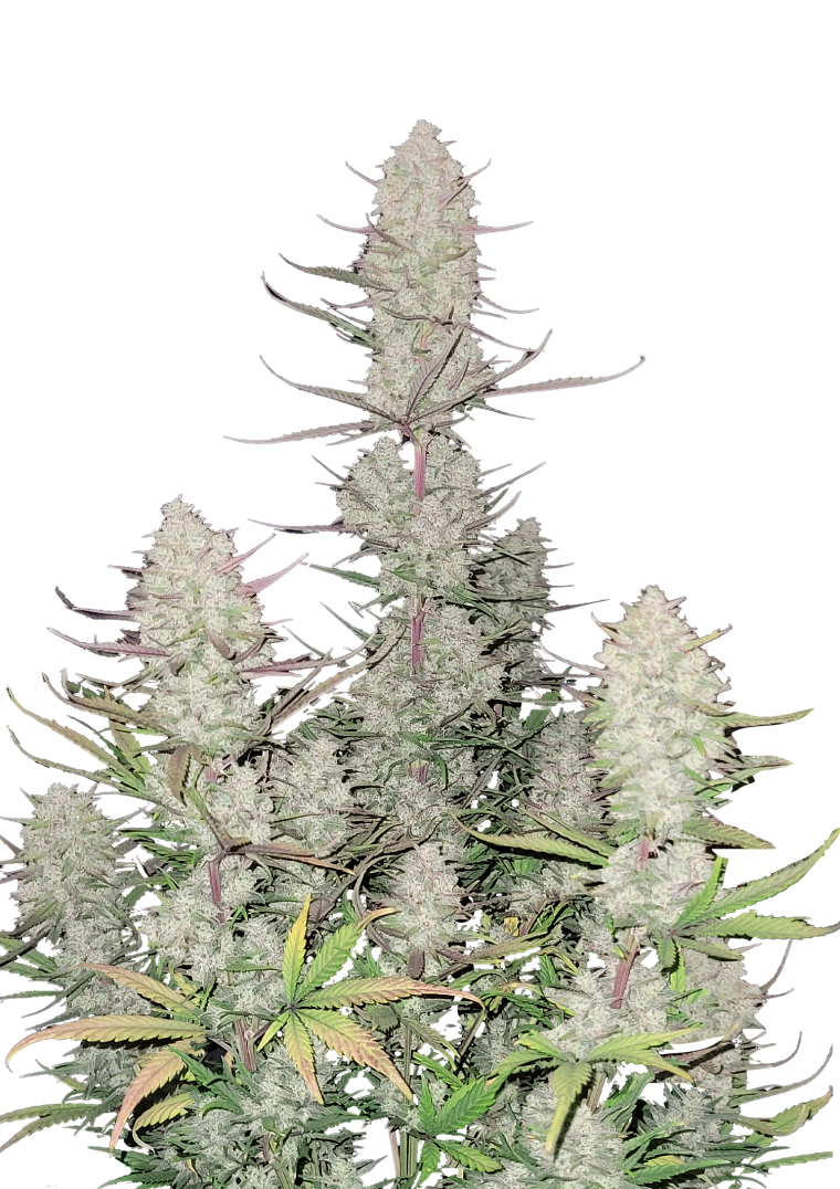 Tropicana Cookies Auto - Semi Autofiorenti