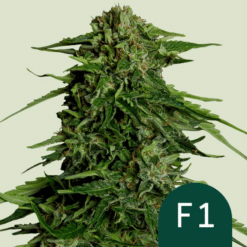 Epsilon F1 - Semi Autofiorenti