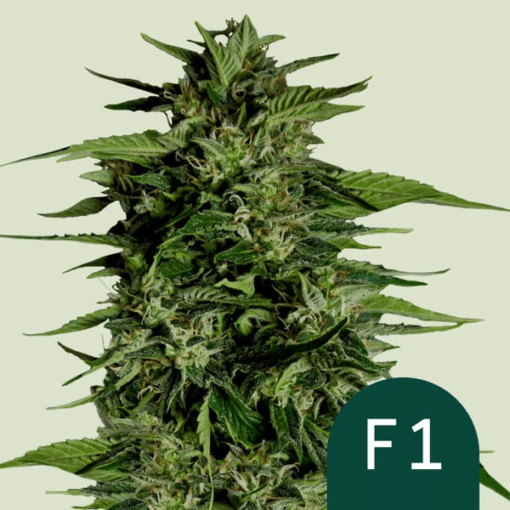 Hyperion F1 - Semi Autofiorenti