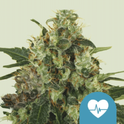 Medical Mass CBD - Semi Stagionali Fotoperiodici