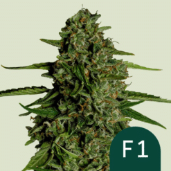 Medusa F1 - Semi Autofiorenti