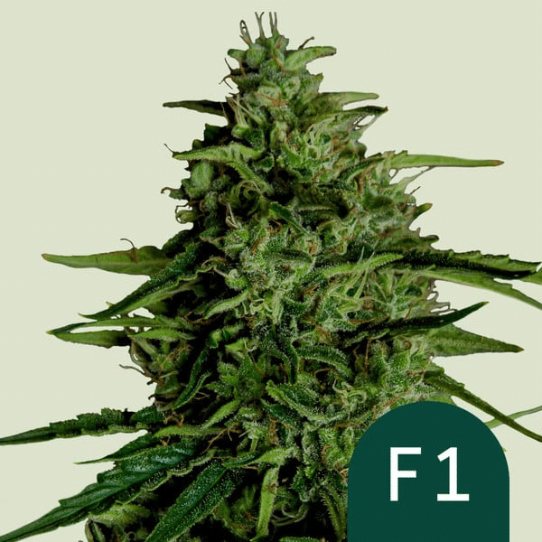 Milky Way F1 - Semi Autofiorenti