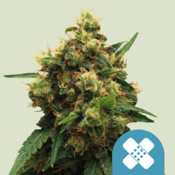 Painkiller XL CBD - Semi Stagionali Fotoperiodici
