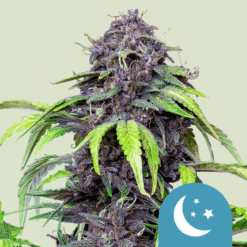 Purplematic CBD - Semi Autofiorenti