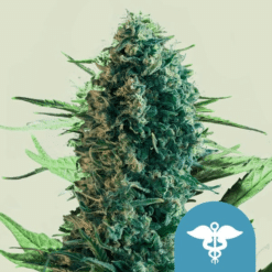 Royal Medic CBD - Semi Stagionali Fotoperiodici