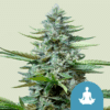 Stress Killer Auto CBD - Semi Autofiorenti