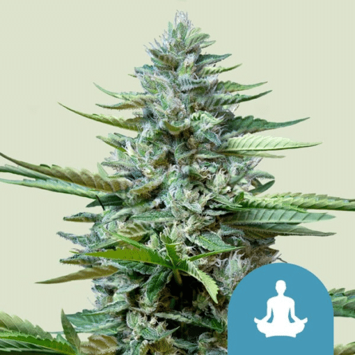 Stress Killer Auto CBD - Semi Autofiorenti