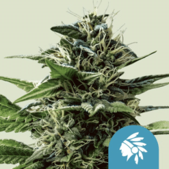 Tatanka Pure CBD - Semi Stagionali Fotoperiodici