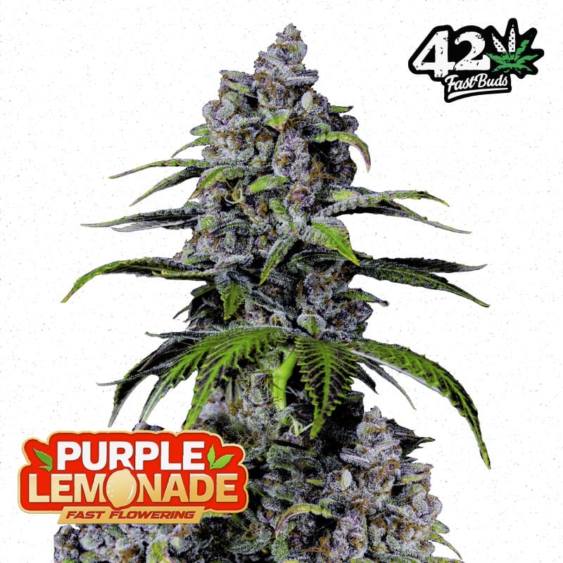 Purple Lemonade FF - Semi Stagionali Fotoperiodici