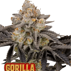Gorilla Cookies FF - Semi Stagionali Fotoperiodici