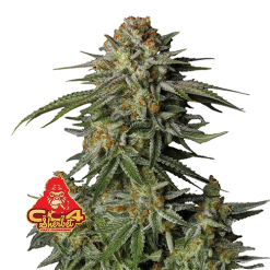 GG4 Sherbet FF - Semi Stagionali Fotoperiodici