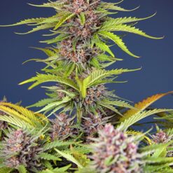 Mimosa Bruce Banner XL Auto - Semi Autofiorenti