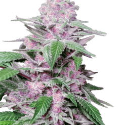 Purple Cookie Kush - Semi Stagionali Fotoperiodici