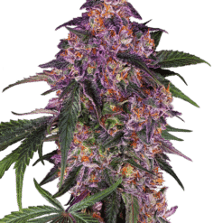 Sensi Purple Kush - Semi Stagionali Fotoperiodici