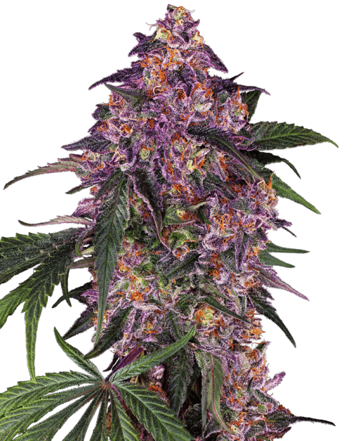 Sensi Purple Kush - Semi Stagionali Fotoperiodici