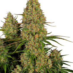 Sticky Orange XXL Auto - Semi Autofiorenti