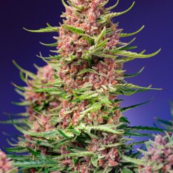 Strawberry Cola Sherbet F1 Fast Version - Semi Stagionali Fotoperiodici