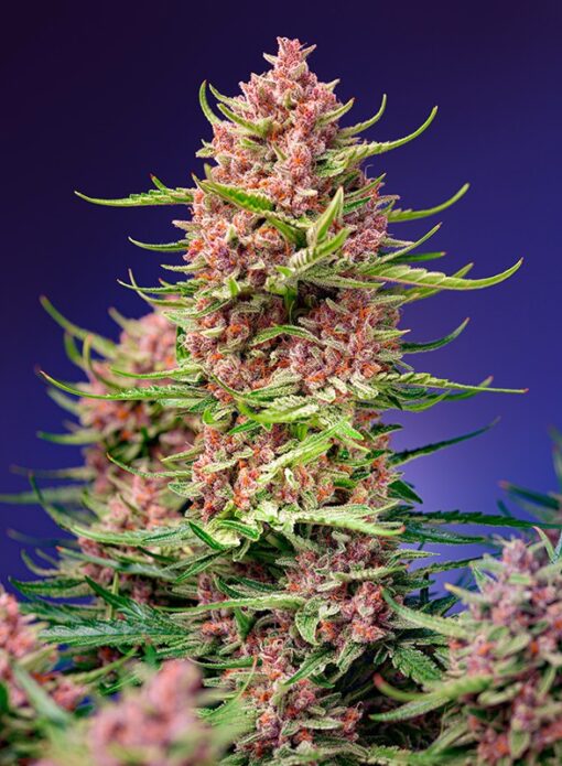 Strawberry Cola Sherbet F1 Fast Version - Semi Stagionali Fotoperiodici