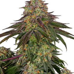 Sweet Cherry Kush - Semi Stagionali Fotoperiodici