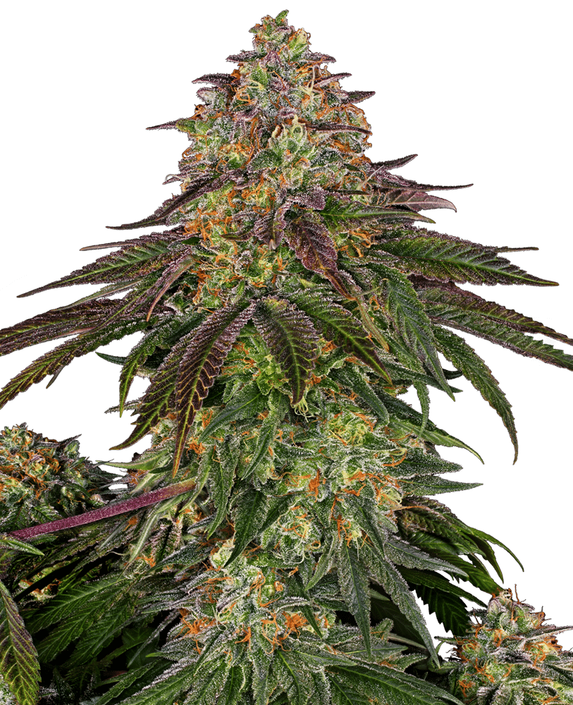 Sweet Cherry Kush - Semi Stagionali Fotoperiodici