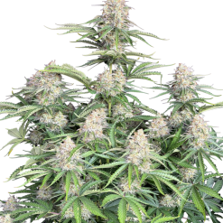 Moby Dick Auto - Semi Autofiorenti