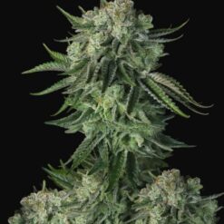 Moby Dick Auto - Semi Autofiorenti